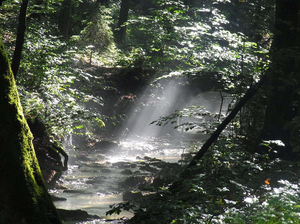 ALT"Bach im Wald"