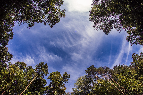 ALT"Lichtung mit Blick in den Himmel"