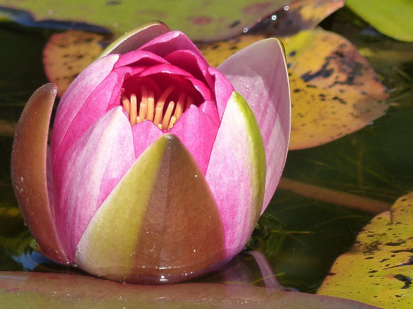 ALT"Seerose"
