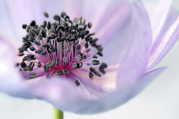 ALT"Anemone"